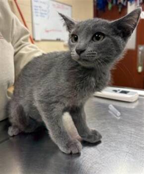 SWALLOWTAIL -  Domestic Short Hair Cat for Adoption in Aliquippa, Pennsylvania - SWALLOWTAIL | PetCurious