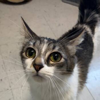 Oreo -  Domestic Medium Hair Cat for Adoption in Kennebunk, Maine - Oreo | PetCurious
