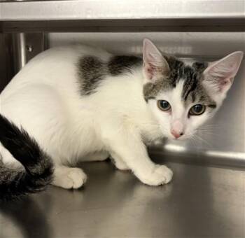 A274132 -  Domestic Short Hair Cat for Adoption in Chula Vista, California - A274132 | PetCurious