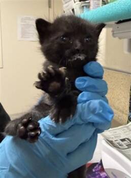 A1927144 -  Domestic Short Hair Cat for Adoption in Riverside, California - A1927144 | PetCurious