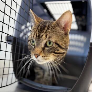 Domestic Short Hair Cats Available for Adoption in Watertown, New York - Entenmann | PetCurious