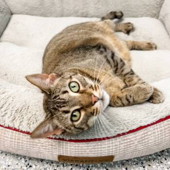 Rescue Domestic Short Hair Cats for Adoption in Decherd, Tennessee - Inspector | PetCurious