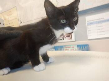 Rescue Domestic Short Hair Cats for Adoption in San Jose, California - MITTENS | PetCurious