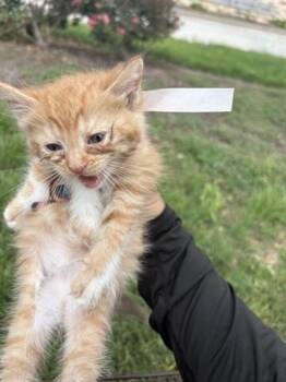 Domestic Short Hair Cats Available for Adoption in Houston, Texas - A654997 | PetCurious