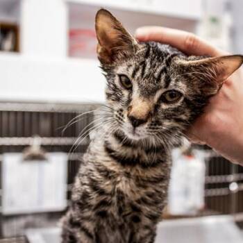 Horton -  Domestic Short Hair Cat for Adoption in Atlanta, Georgia - Horton | PetCurious