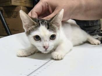 Sarah $75 -  Domestic Short Hair Cat for Adoption in Seneca, South Carolina - Sarah $75 | PetCurious