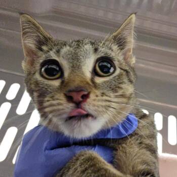 Annalise -  Domestic Short Hair Cat for Adoption in Chattanooga, Tennessee - Annalise | PetCurious