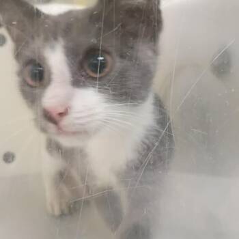 Big Mac 5544 -  Domestic Short Hair Cat for Adoption in Columbus, Georgia - Big Mac 5544 | PetCurious