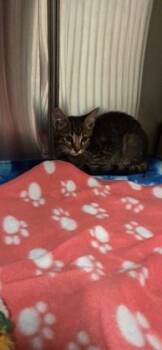 Zoboomafoo -  Domestic Short Hair Cat for Adoption in Daphne, Alabama - Zoboomafoo | PetCurious