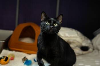 Rescue Domestic Short Hair Cats for Adoption in Houston, Texas - Calimero | PetCurious