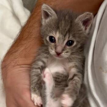 Domestic Short Hair Cats Available for Adoption in Long Beach, California - Toni | PetCurious