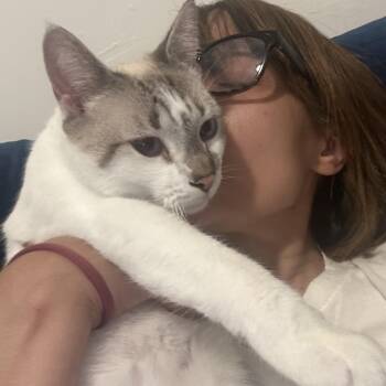 Siamese and Domestic Short Hair Cats Available for Adoption in New York, New York - Chloe  | PetCurious