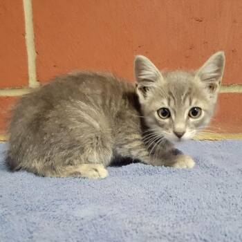 Pol -  Domestic Short Hair Cat for Adoption in Cabot, Arkansas - Pol | PetCurious