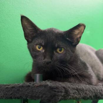 Mr. Potato Head -  Domestic Short Hair Cat for Adoption in Dayton, Ohio - Mr. Potato Head | PetCurious