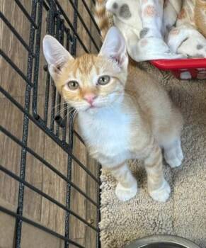 Briony -  Domestic Short Hair Cat for Adoption in West Memphis, Arkansas - Briony | PetCurious
