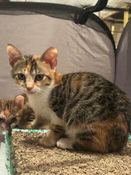 Domestic Short Hair Cats Available for Adoption - Penny | PetCurious