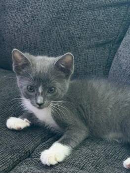 Dale -  Russian Blue and Domestic Short Hair Cat for Adoption in San Antonio, Texas - Dale | PetCurious