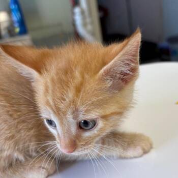 Latte -  Domestic Short Hair Cat for Adoption in Mt. Juliet, Tennessee - Latte | PetCurious