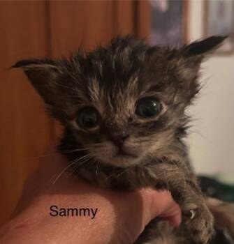 Rescue Domestic Short Hair Cats for Adoption in Anderson, Indiana - Sammy | PetCurious