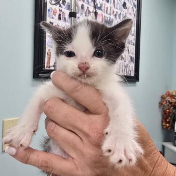 Chardonnay -  Domestic Short Hair Cat for Adoption in Buffalo, New York - Chardonnay | PetCurious