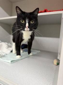WILTON -  Domestic Short Hair Cat for Adoption in Omaha, Nebraska - WILTON | PetCurious