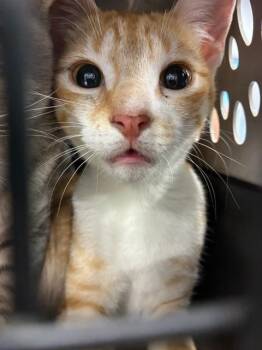 A137897 -  Domestic Short Hair Cat for Adoption in Palmetto, Florida - A137897 | PetCurious