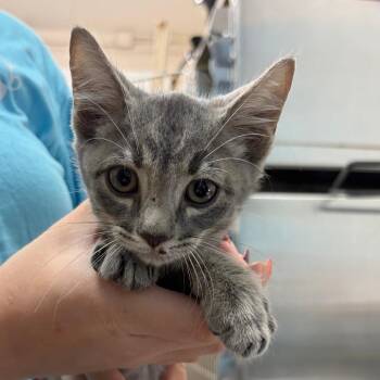 Casper -  Domestic Short Hair Cat for Adoption in Ardmore, Oklahoma - Casper | PetCurious