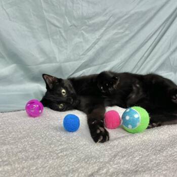 Raven -  Domestic Short Hair Cat for Adoption in Long Beach, California - Raven | PetCurious