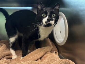 DONUT -  Domestic Short Hair Cat for Adoption in Boston, Massachusetts - DONUT | PetCurious