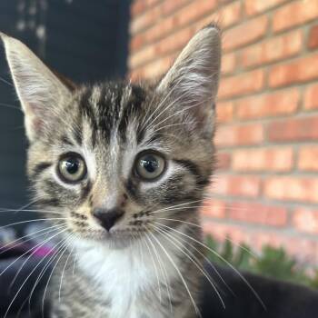 Max -  Domestic Short Hair Cat for Adoption in Carmel, Indiana - Max | PetCurious