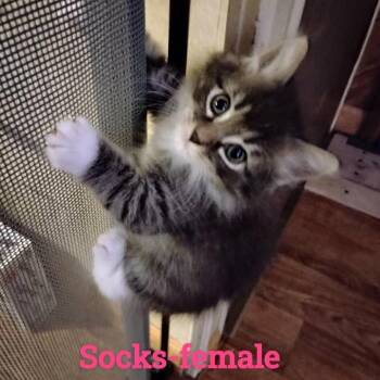 Socks -  Domestic Long Hair Cat for Adoption in New Tazewell, Tennessee - Socks | PetCurious