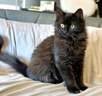 Rescue Domestic Long Hair Cats for Adoption in Reno, Nevada - Angelina | PetCurious