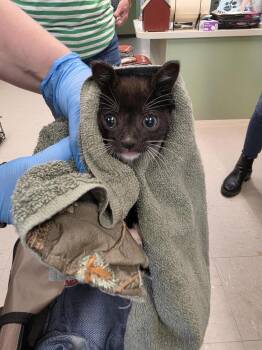 Domestic Short Hair Cats Available for Adoption in Burnsville, North Carolina - Sprite | PetCurious