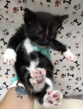 MICHELANGELO -  Domestic Short Hair Cat for Adoption in Riverside, California - MICHELANGELO | PetCurious