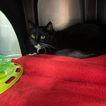 Domestic Short Hair Cats Available for Adoption in Spokane, Washington - Margaret | PetCurious