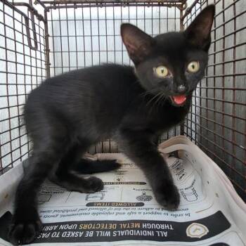 BIXLEY -  Domestic Short Hair Cat for Adoption in San Antonio, Texas - BIXLEY | PetCurious