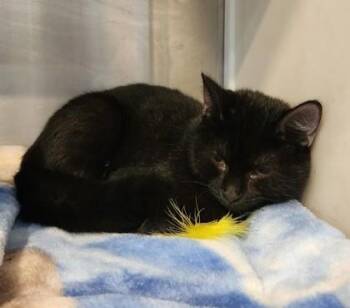 FeeFee -  Domestic Short Hair Cat for Adoption in Fairfield, Iowa - FeeFee | PetCurious