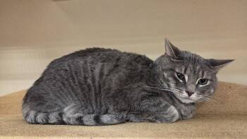 Mamasita -  Domestic Short Hair Cat for Adoption in Delran, New Jersey - Mamasita | PetCurious