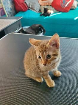 Domestic Short Hair Cats Available for Adoption in Powdersville, South Carolina - Topaz | PetCurious