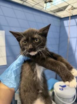 CADE -  Domestic Short Hair Cat for Adoption in San Bernardino, California - CADE | PetCurious