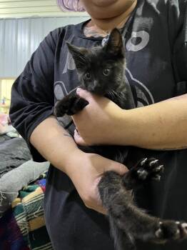 Hammy -  Domestic Short Hair Cat for Adoption in Pierceton, Indiana - Hammy | PetCurious
