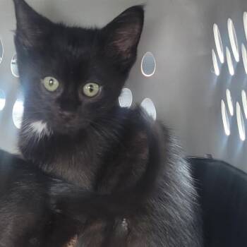 Macrame -  Domestic Short Hair Cat for Adoption in Buffalo, Minnesota - Macrame | PetCurious