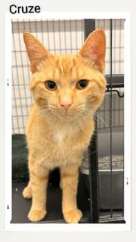 Domestic Short Hair Cats Available for Adoption in Caistor Centre, Ontario - Cruze | PetCurious