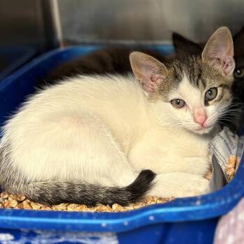 Oakley -  Domestic Long Hair Cat for Adoption in Chehalis, Washington - Oakley | PetCurious