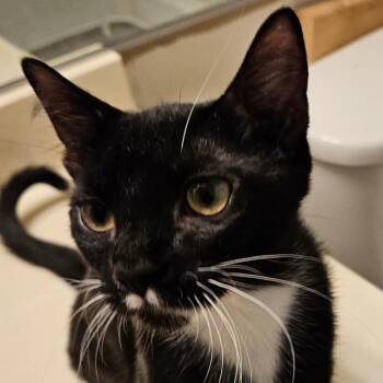Rhoda -  Domestic Short Hair Cat for Adoption in Las Vegas, Nevada - Rhoda | PetCurious