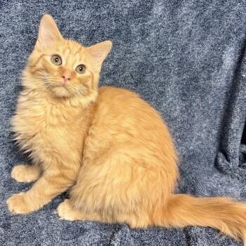 Don -  Domestic Medium Hair Cat for Adoption in Waterloo, Iowa - Don | PetCurious