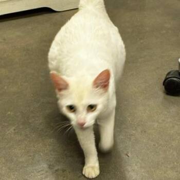 Golfball -  Domestic Short Hair Cat for Adoption in Matteson, Illinois - Golfball | PetCurious