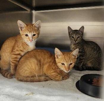Hazel -  Domestic Short Hair Cat for Adoption in Stanley, Virginia - Hazel | PetCurious