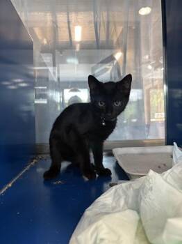STORM -  Domestic Short Hair Cat for Adoption in Westminster, Maryland - STORM | PetCurious