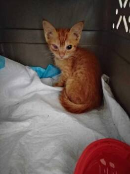 Chispita -  Domestic Short Hair Cat for Adoption in Naranjito, Naranjito - Chispita | PetCurious